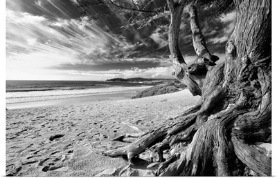 Carmel Beach Tree, California