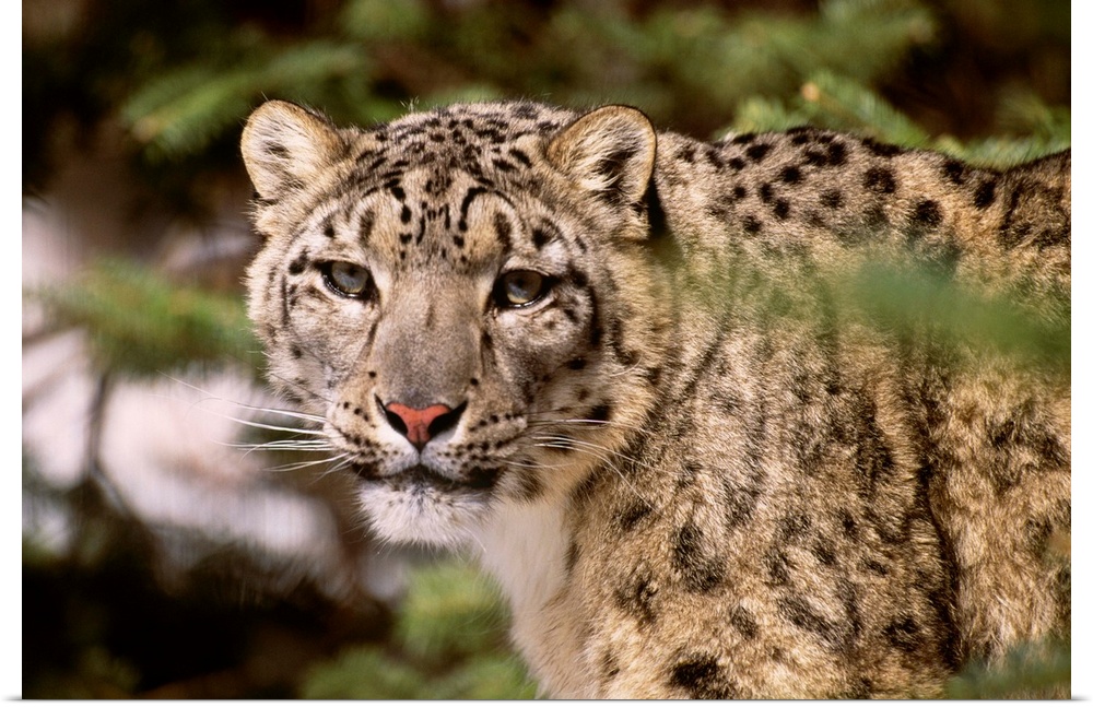 Snow leopard (captive)