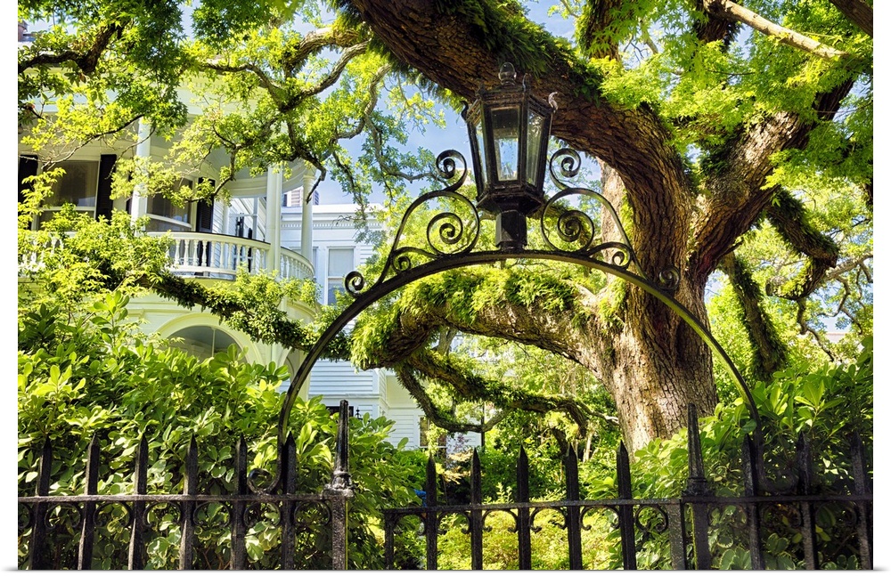 Giant Ivy Covered Live Oak Tree in a Villa Garden, Historic District