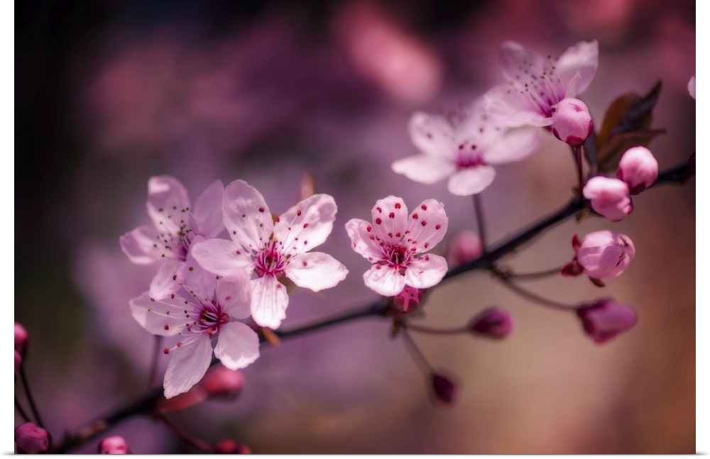 A close-up photograph of pink cherry blossoms.