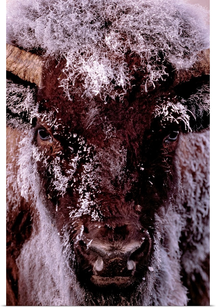 Tall canvas photo of a buffalo with snow covering it's fur looking towards the camera.