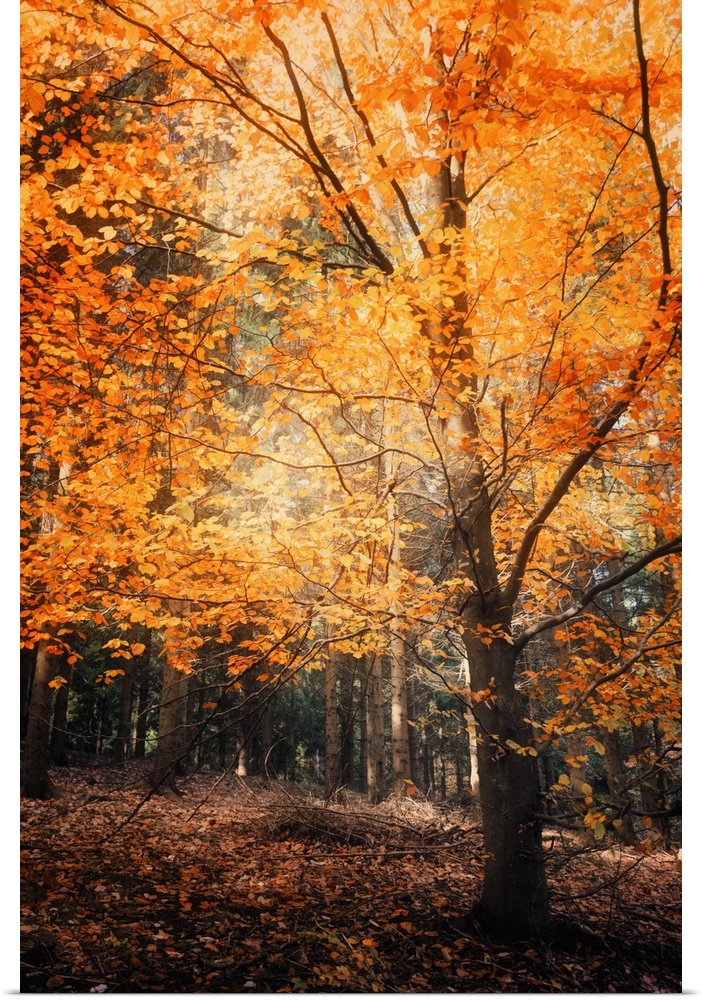 A forest with trees with bright orange leaves in the fall.