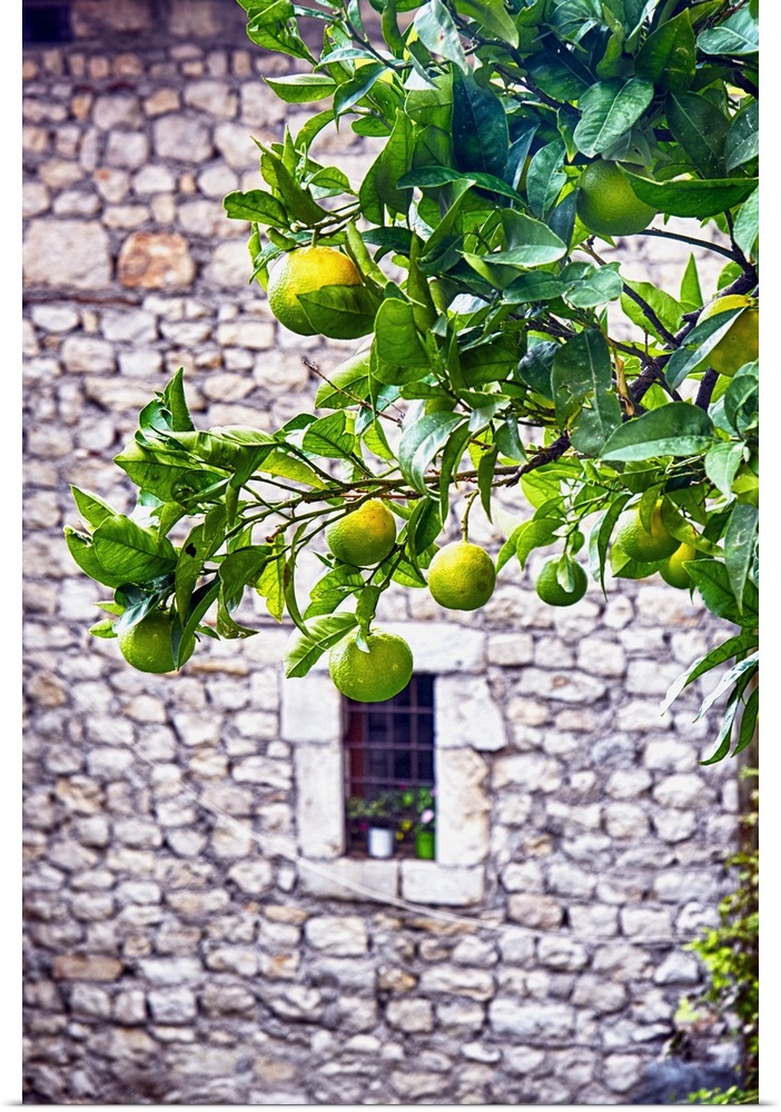 A tree with ripening lemons in front of a stone building with a small window.