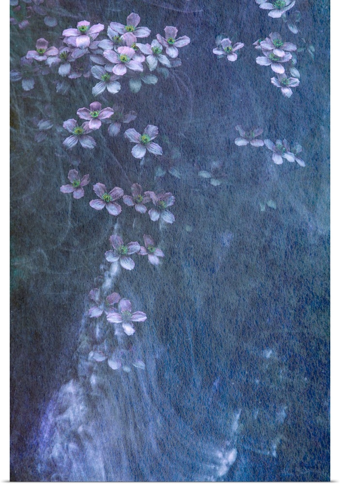 A soft impressionistic cascade of gentle lavender and blue purple Clematis flowers with silvery movement lines.