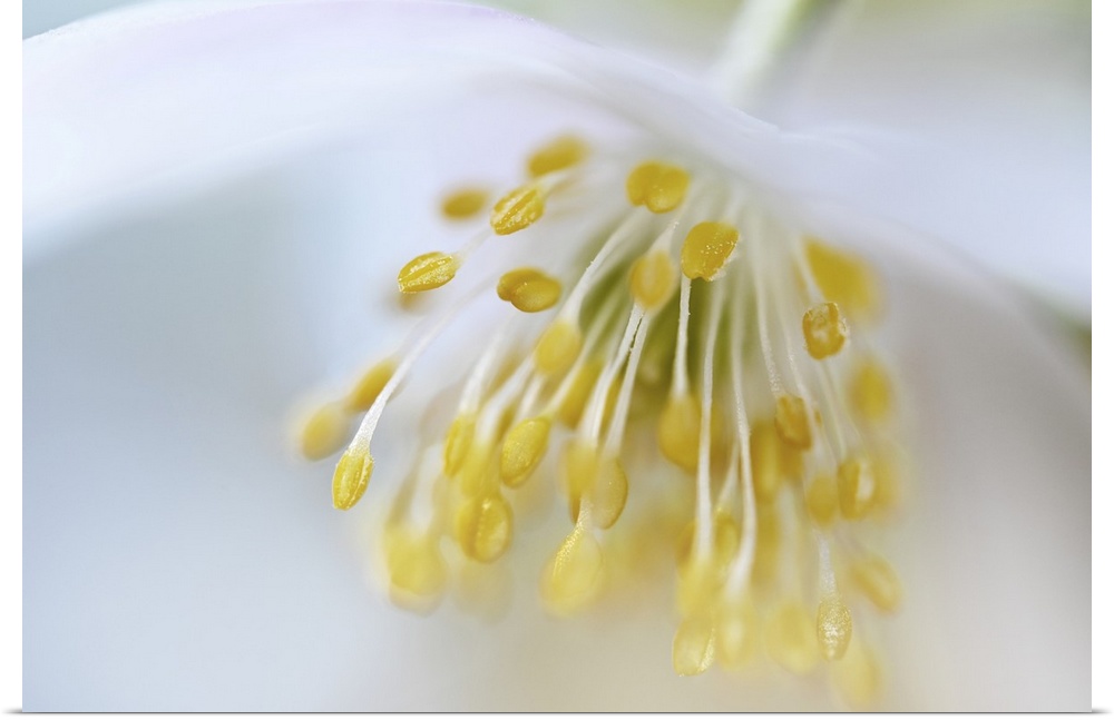 Close-up of the stamens on a anemone nemorosa.