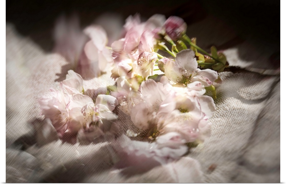 Dreamy photograph of cherry blossom flowers on linen with multiple exposures.