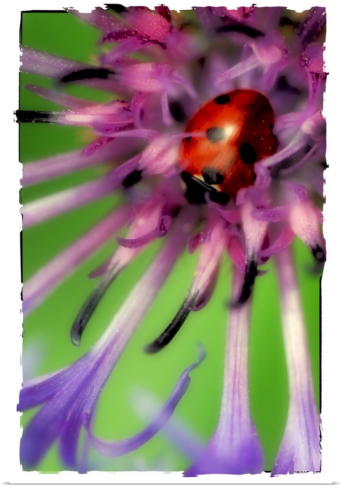 Close up of a ladybug in a flower