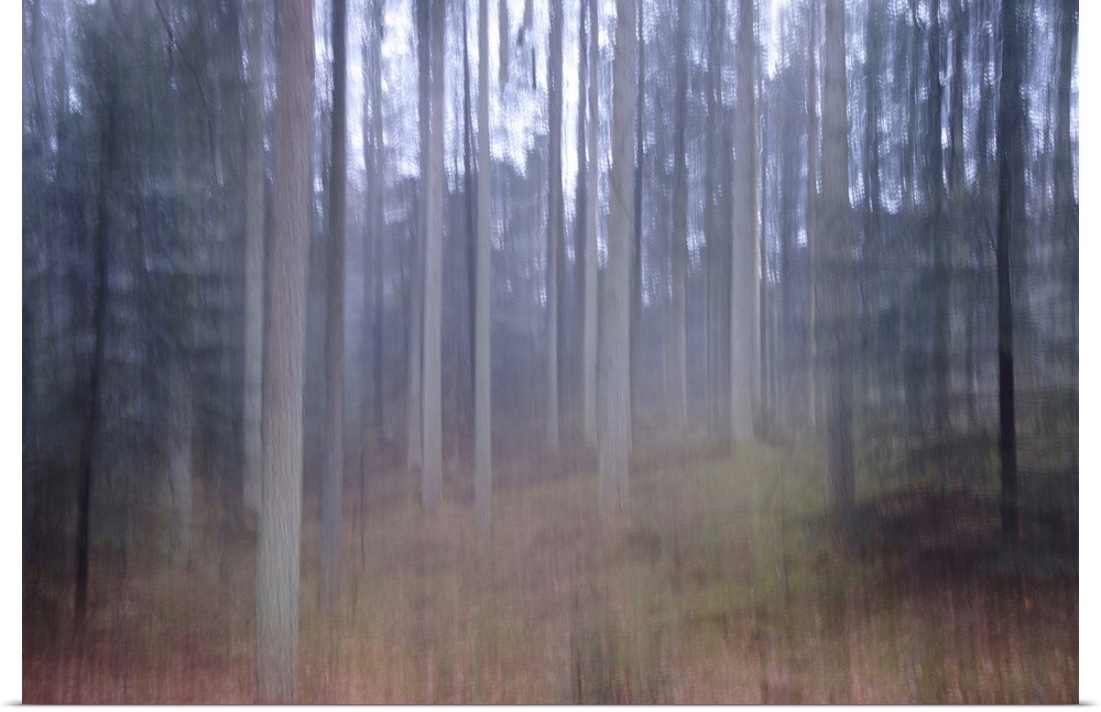 Artistically blurred photo. Old pine forest Dover Plantage in North Jutland, Denmark, on a rainy day, large old pine trees...