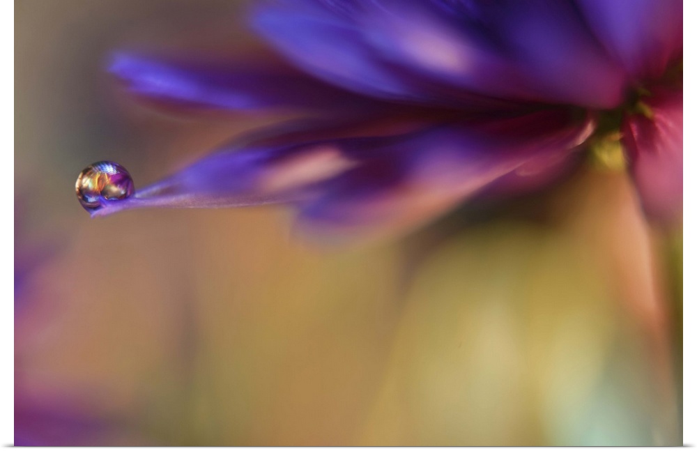 A macro photograph of a water droplet sitting on the edge of a purple flower.