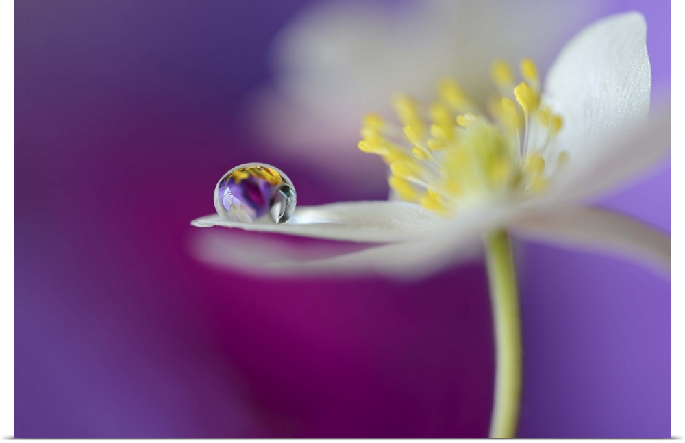 A macro photograph of a water droplet sitting on the edge of a white flower petal.
