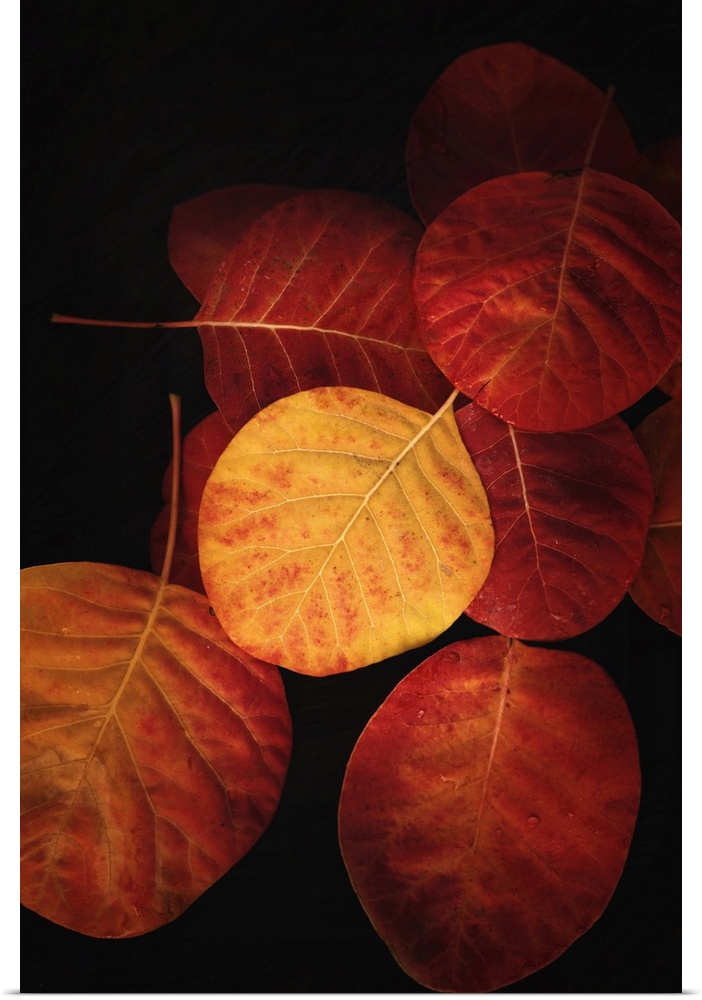 Fine art photograph of a group of autumn leaves in moody lighting.