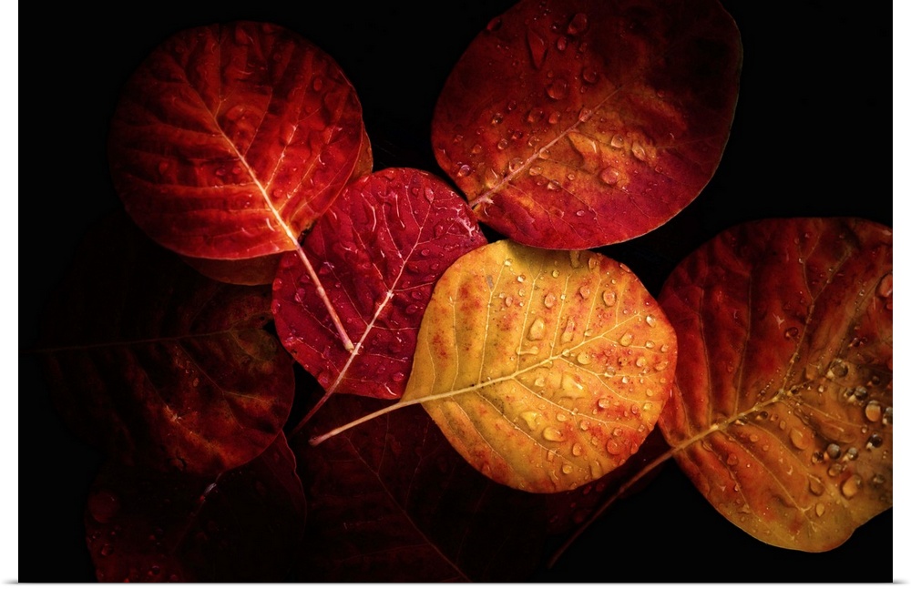 Fine art photograph of a group of autumn leaves in moody lighting with dew drops.