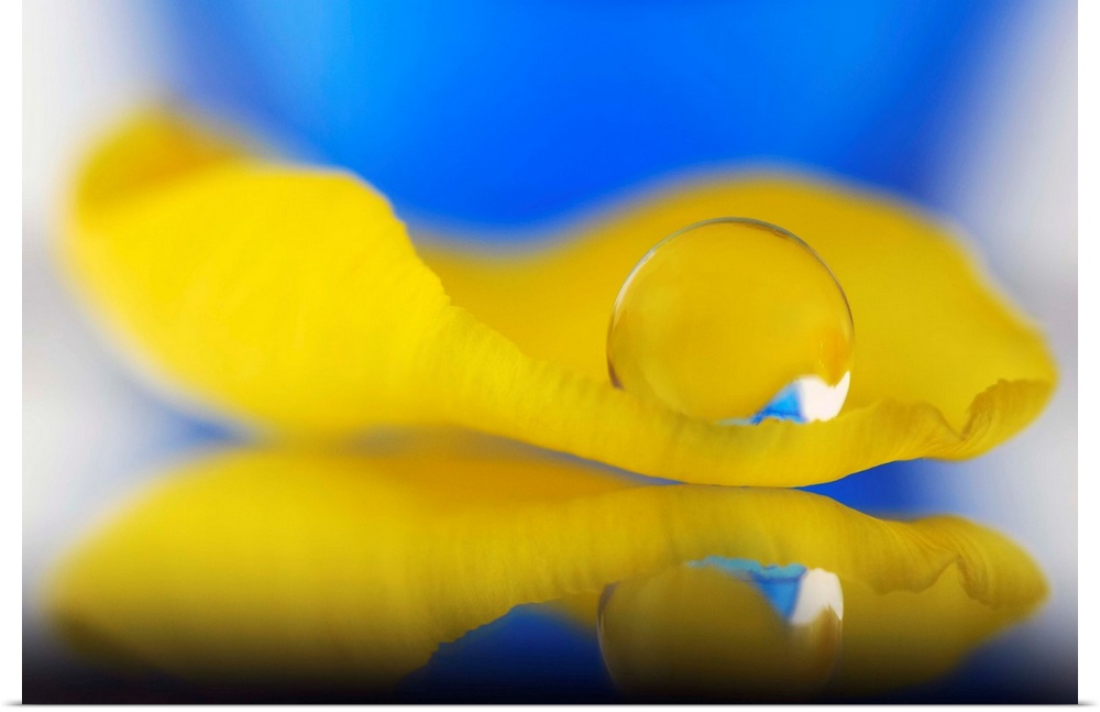 A macro photograph of a water droplet sitting on the edge of a petal of a yellow flower.