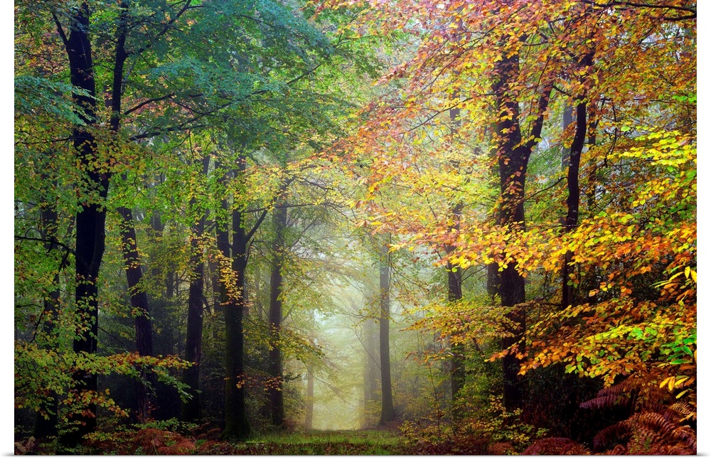 Fine art photo of a path through the misty woods in the fall.