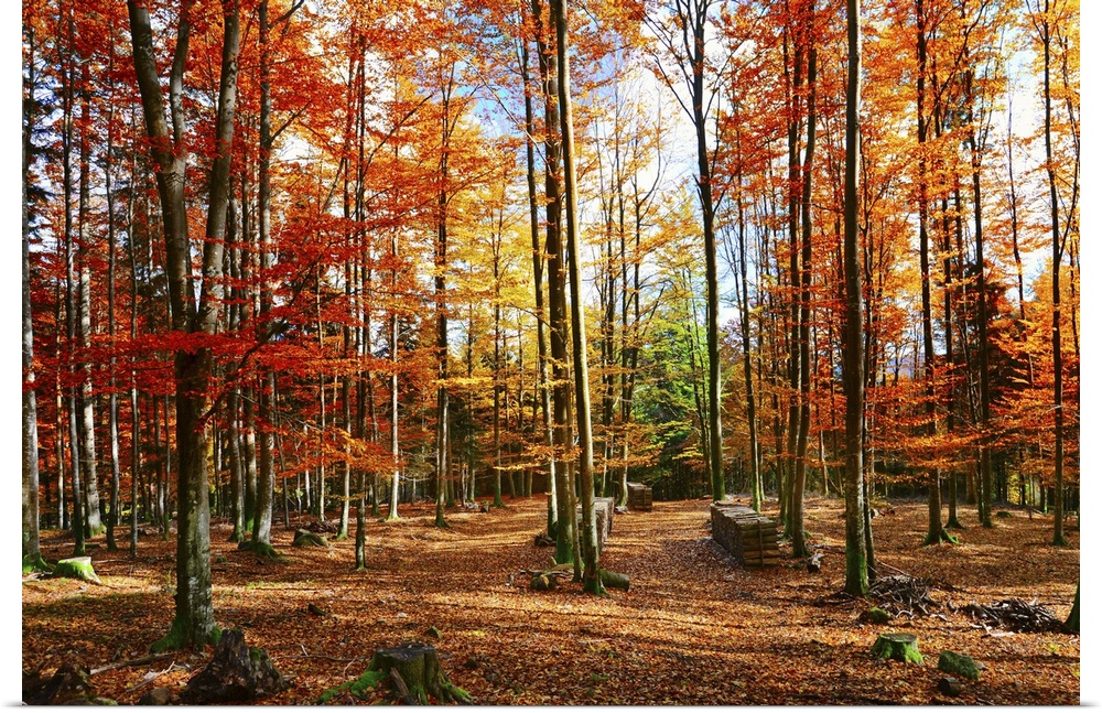 Photograph of bright autumn forest.