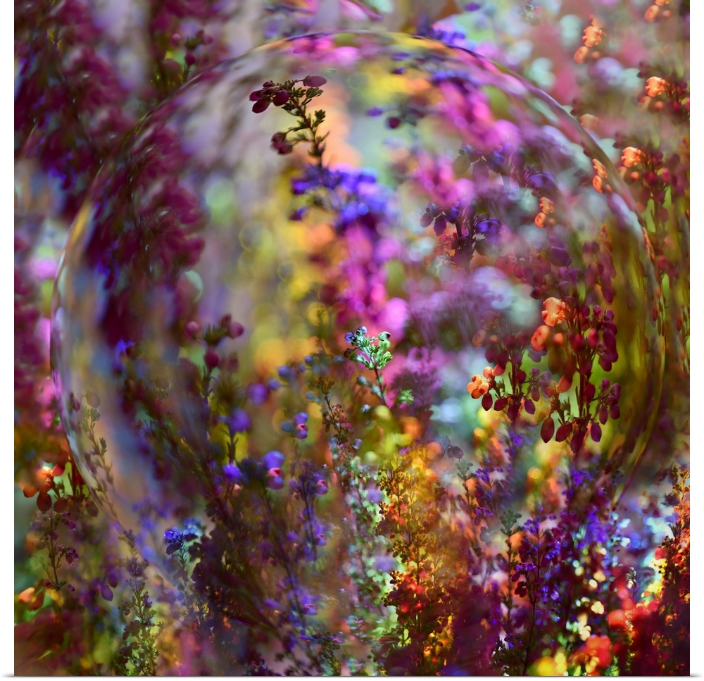 These colors are for real, it's sunrays shining through glass on purple/pink heather. The shapes like a glass ball is crea...