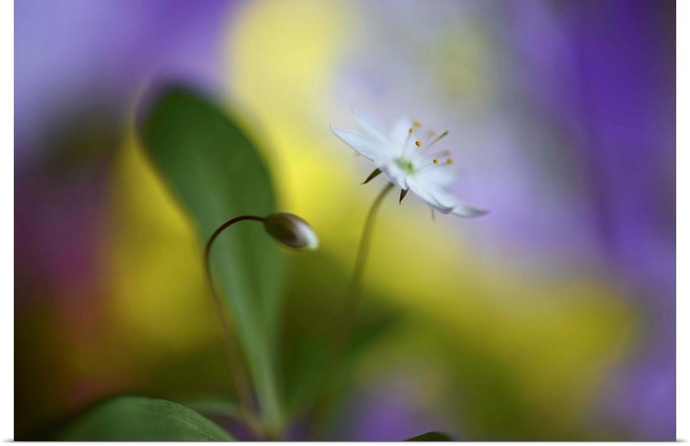 Soft focus macro image of a flower and a bud against yellow and purple light.
