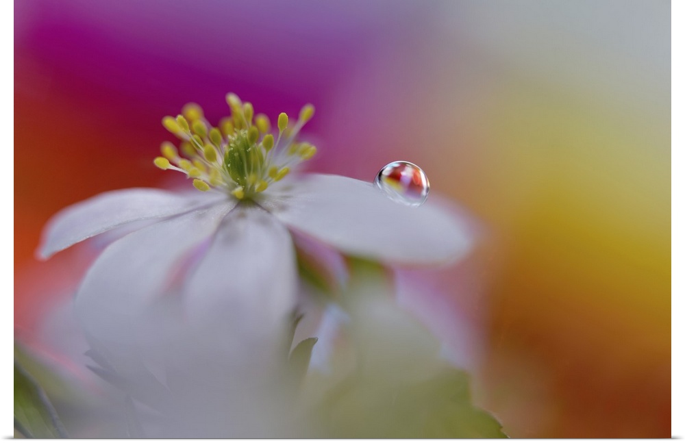 Image of a drop of water on the petal of an anemone.