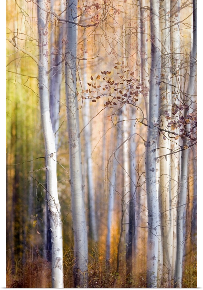 Big, portrait, fine art photograph of many tall, thin trees with minimal leaves on the branches.  The trees in the foregro...