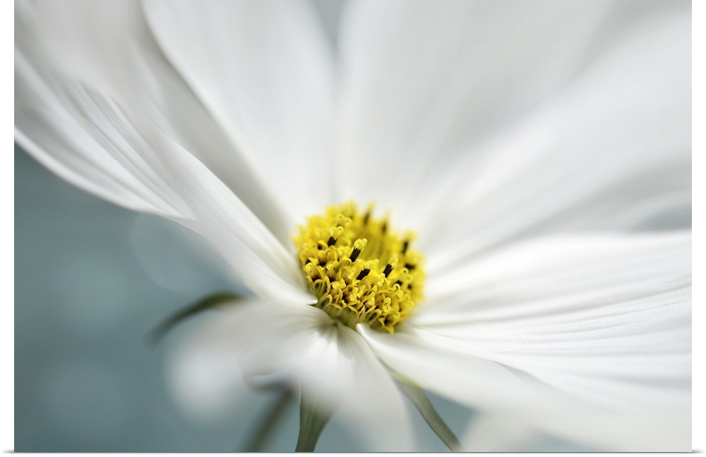 Close up view of the yellow center of a white flower.