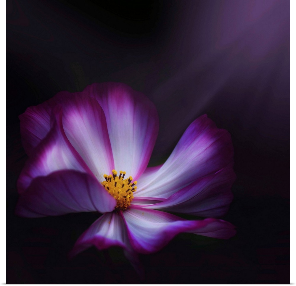 Up-close photograph of flower blossom on a dark background.
