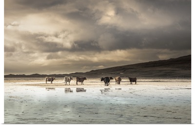 Cows On The Beach At Scarista