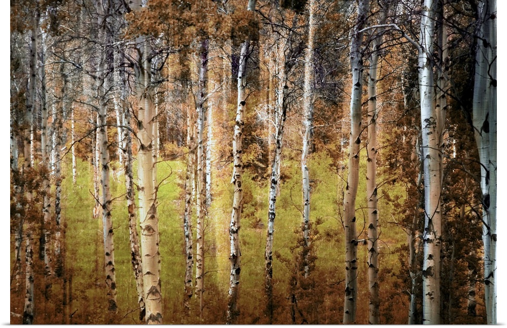 Photograph taken of a forest that is dense with birch trees that have lost most of their leaves.