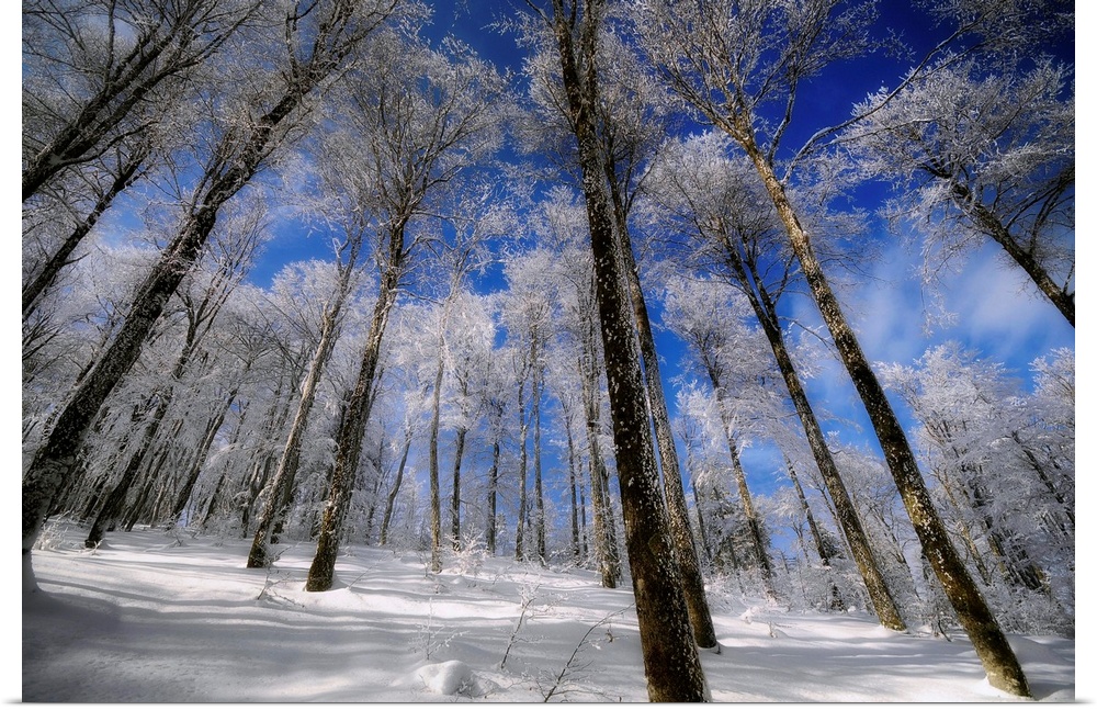 A forest in winter with beautiful blue sky