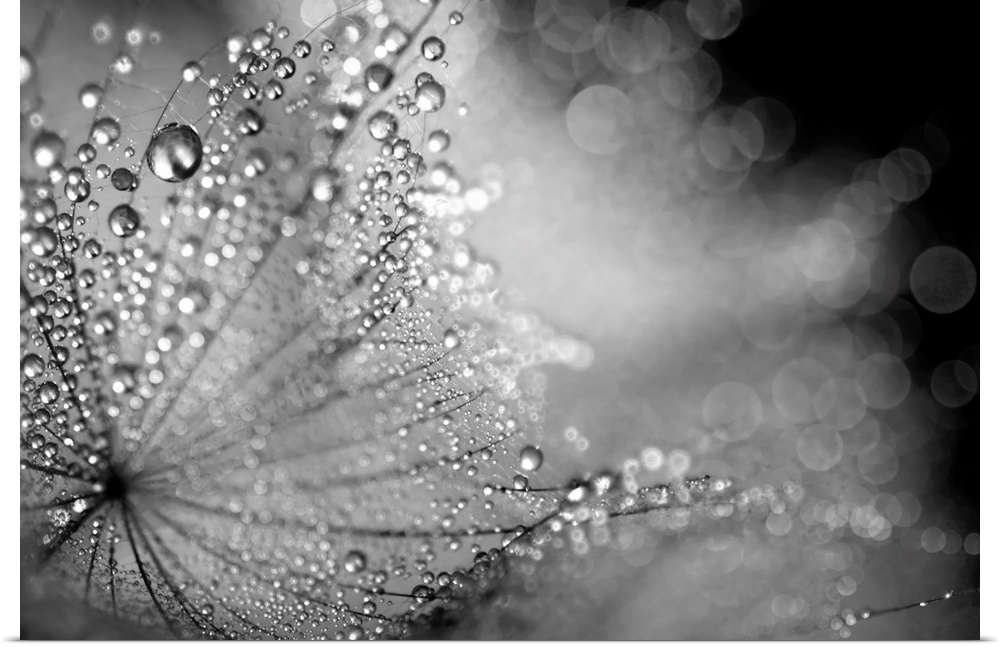 Water droplets collect on the delicate feather like petals on a plant.