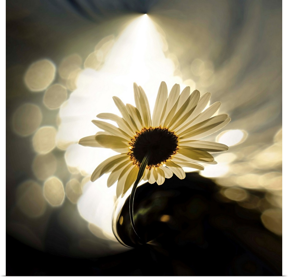 An ox-eyed daisy by the side of a lake, against the sun in the evening. The roundish large spots outlining the daisy are s...