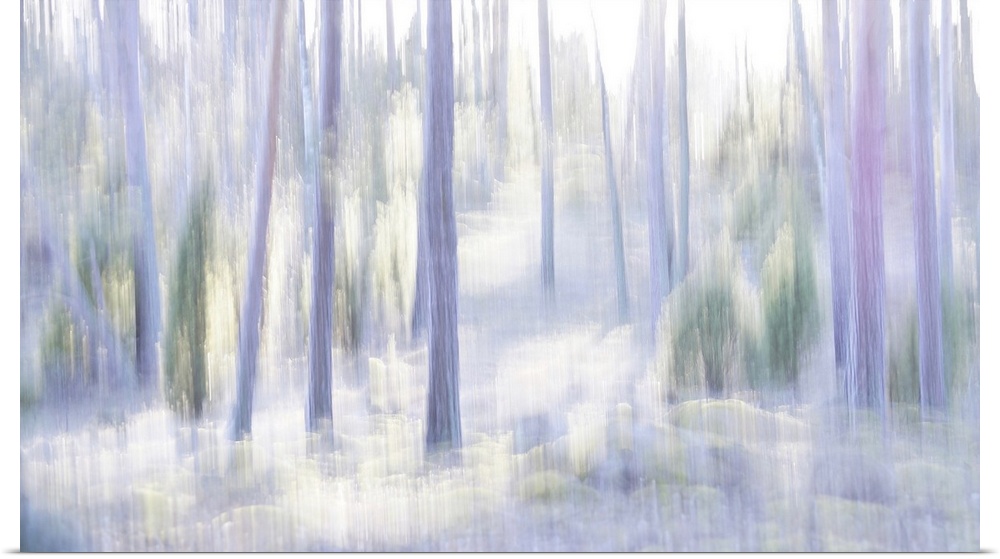 Artistically blurred photo. A pine forest in nature reserve Lovo, south east Sweden, in the light of the setting sun.