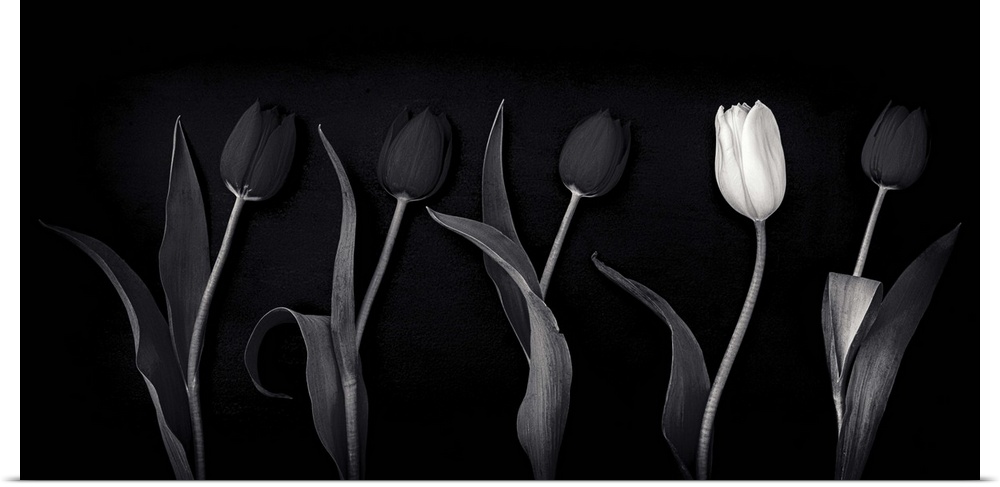 A black and white monochrome panorama of tulips with one white tulip standing out as an individual.