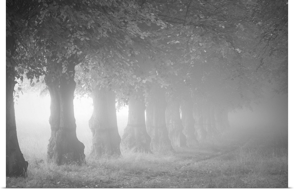 A black and white photograph of a line of trees on a foggy day.