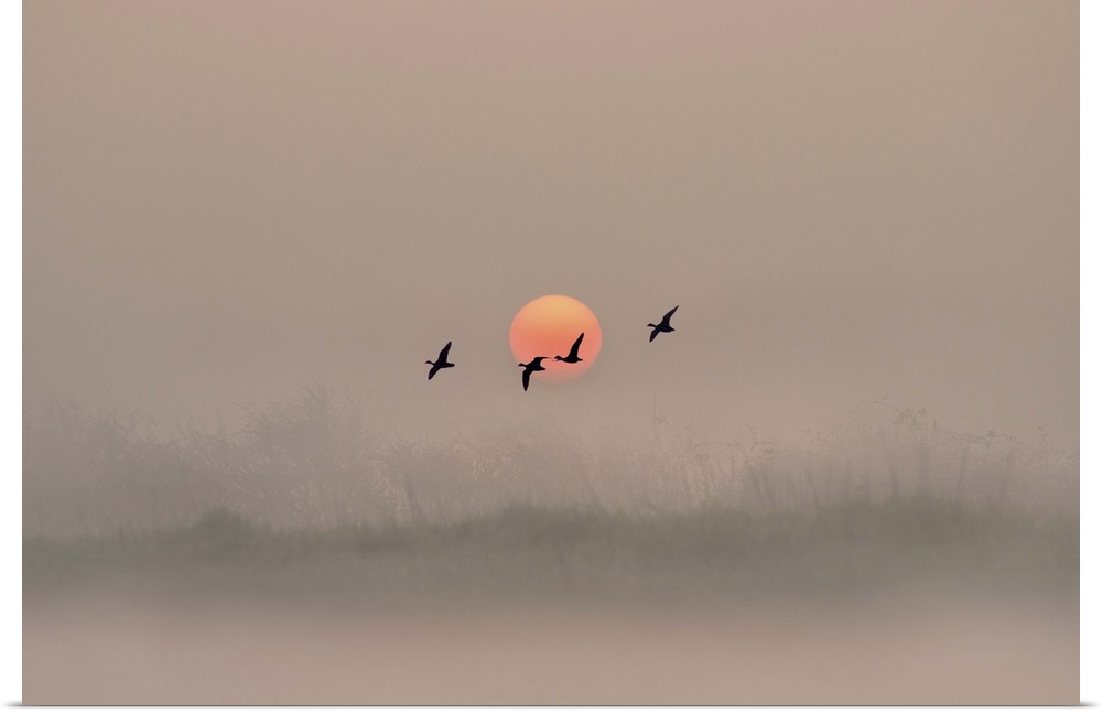 Dawn over the Marshland