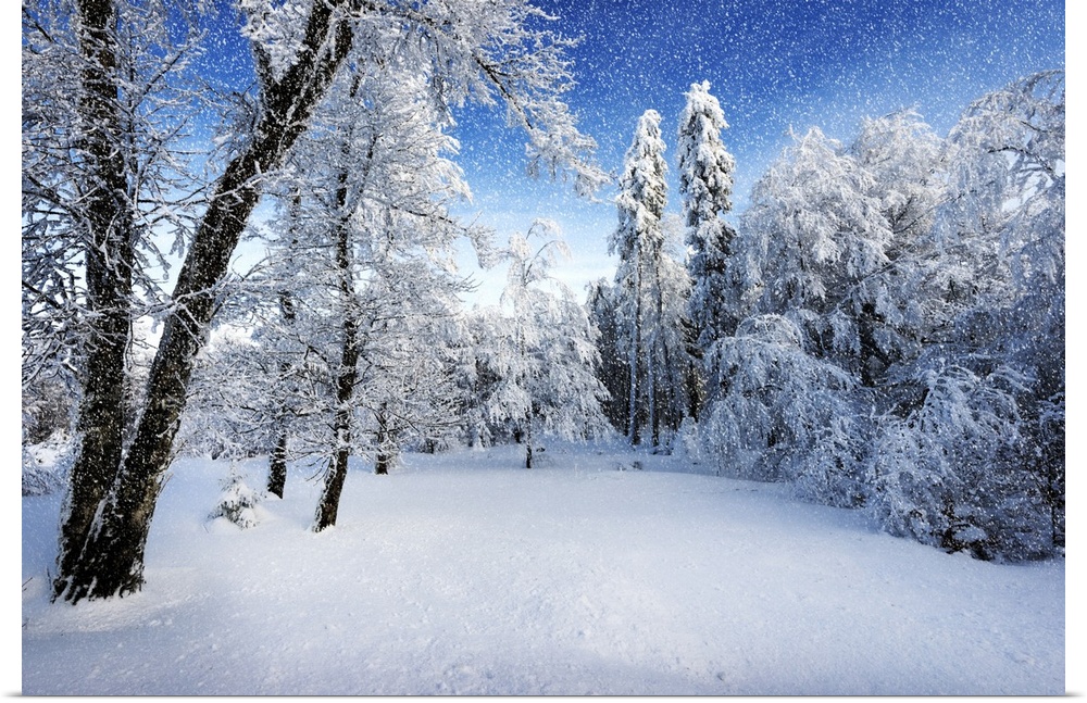A photograph of a forest in fresh snow in winter.
