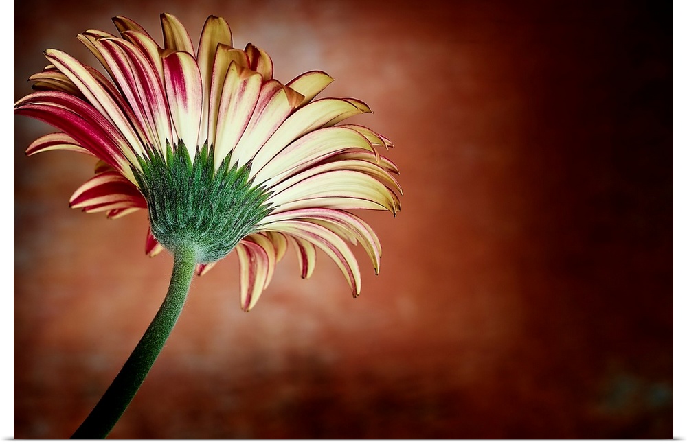 A vintage close-up of a daisy flower from below in deep reds and yellows.