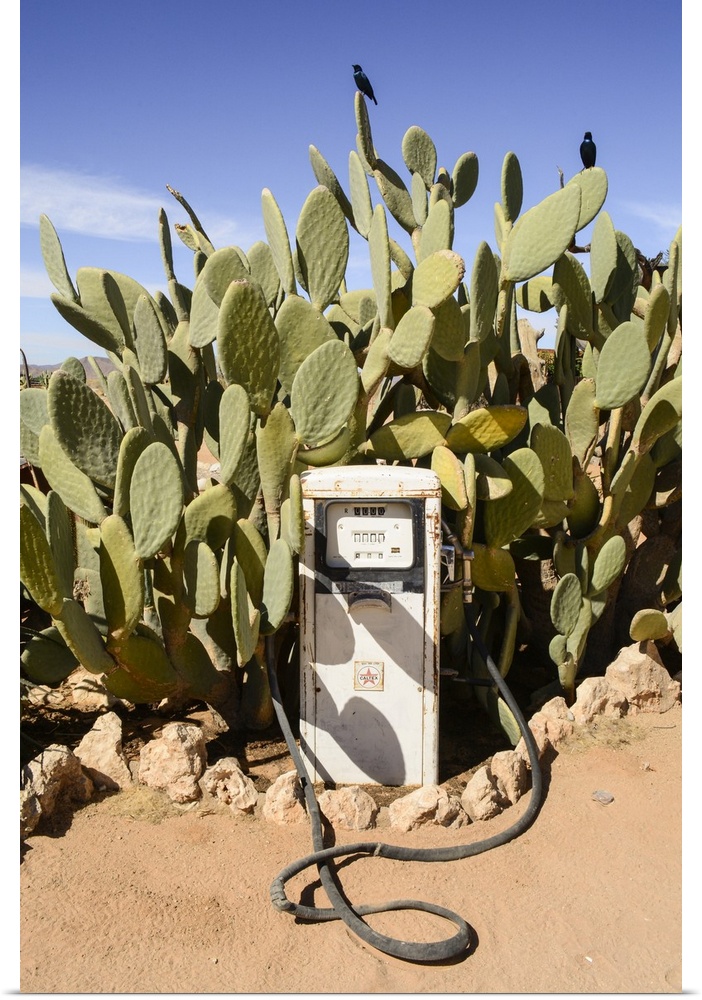 An old gas pump overrun by cacti in the desert.