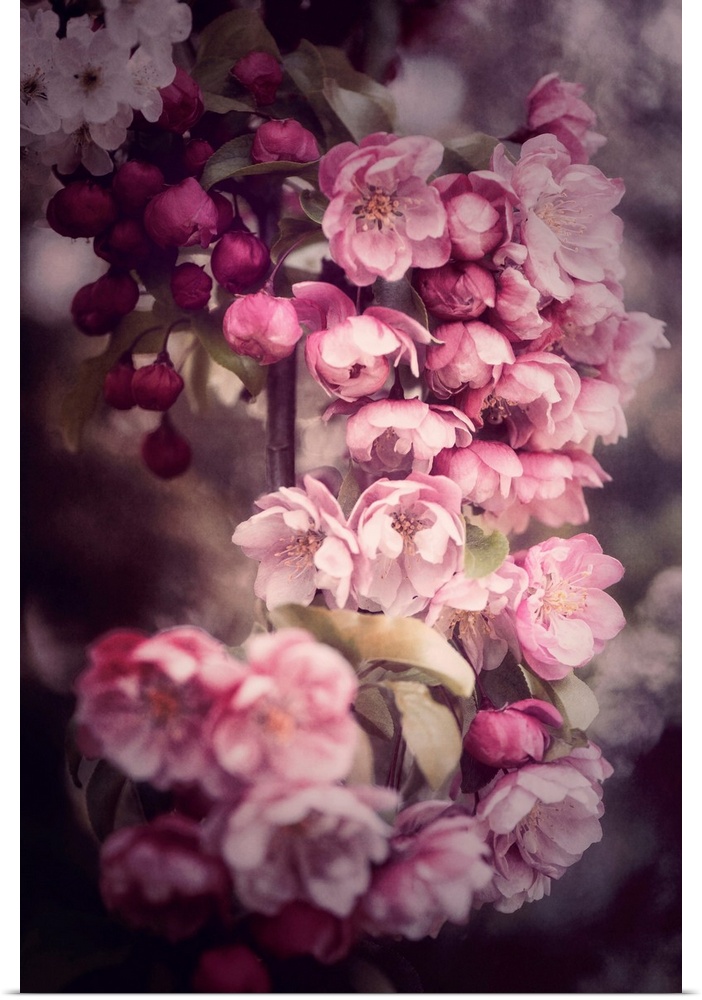 Japanese Cherry Blossom Cluster