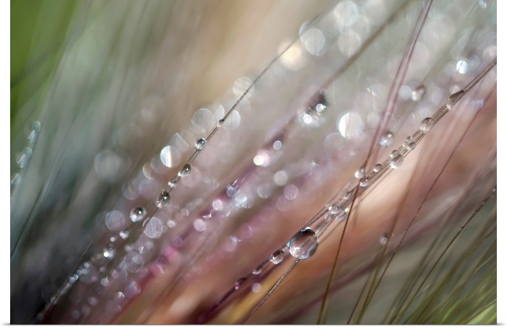 This extreme close up photograph captures drops of water on strands of grass on a horizontal shaped wall hanging.