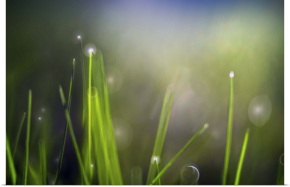 Soft light on blades of grass with dew drops.