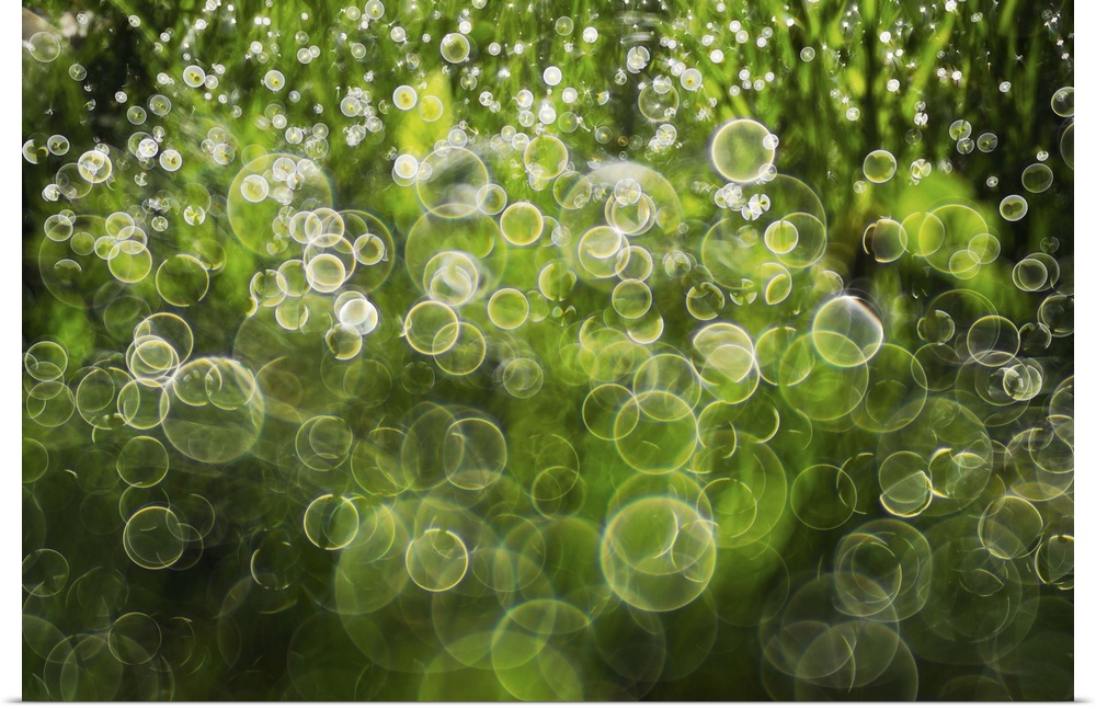 Bokeh lights on green formed by dew drops on grass.