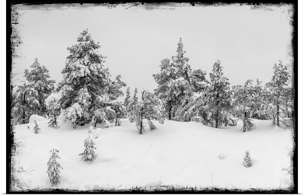 Fir trees under snow with photo texture