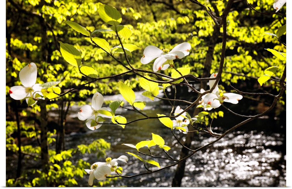 A photograph of bright green leaves and little white flowers on tree branches.