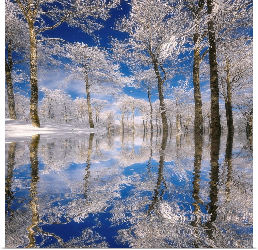 This square photograph of a frozen landscape shows ice covered trees reflecting in the rippling surface of water.
