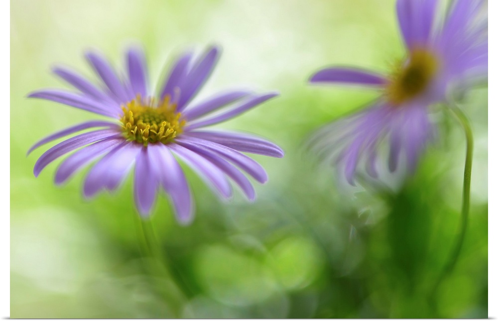 A photograph of purple flower against a green bokeh background.