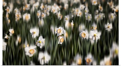 Dreamy Daffodils