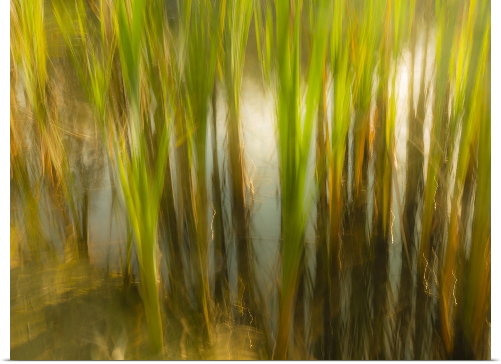 Creative scene of a marsh
