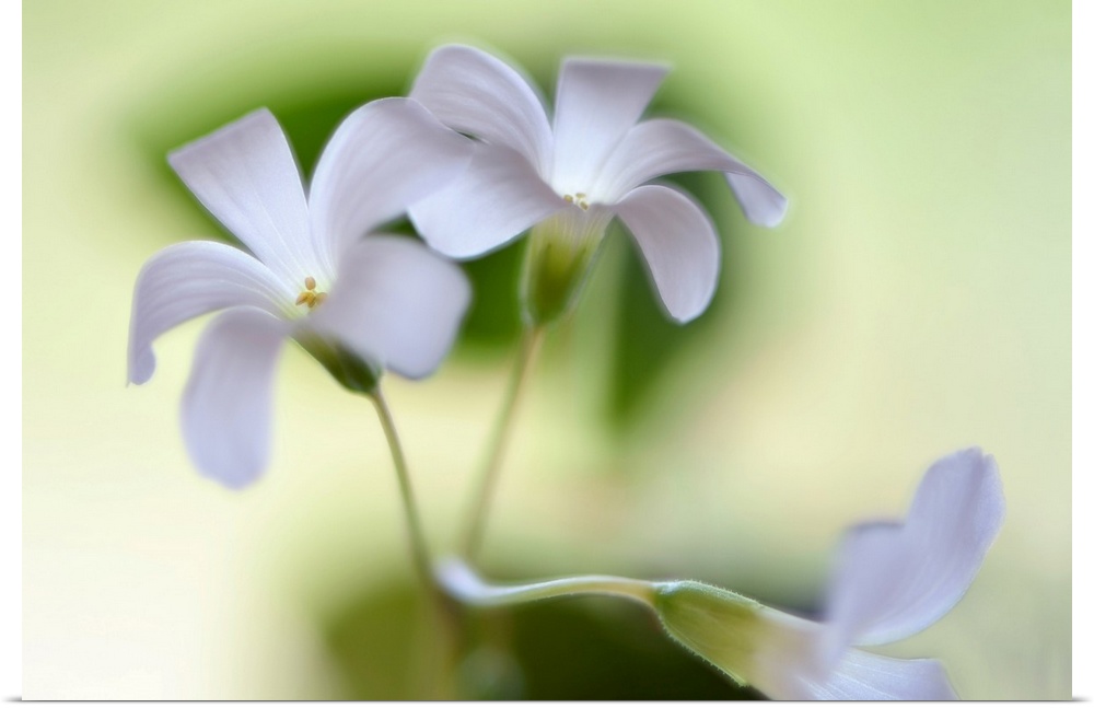 Close-up photograph of three white flowers with a shallow depth of field.