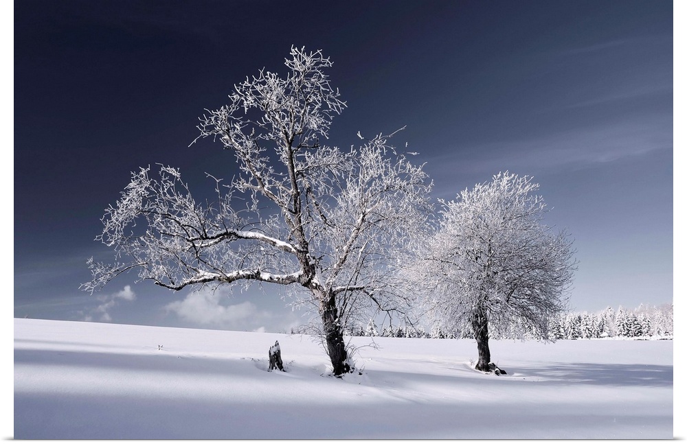 Trees covered in snow in a white landscape