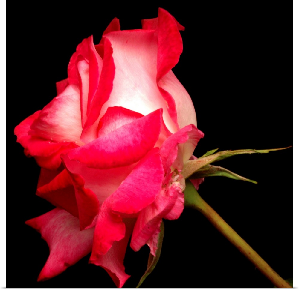 Duotone pink rose.